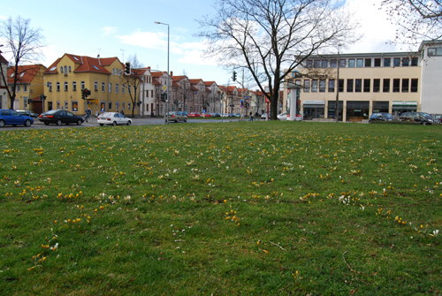 Blühende Krokusse
